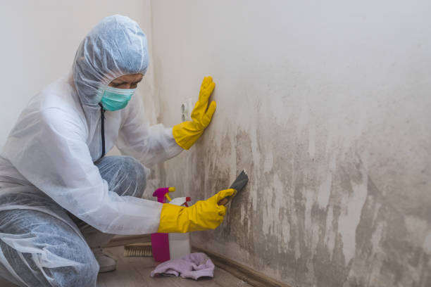Mold Remediation for Rental Properties in Hughesville, PA